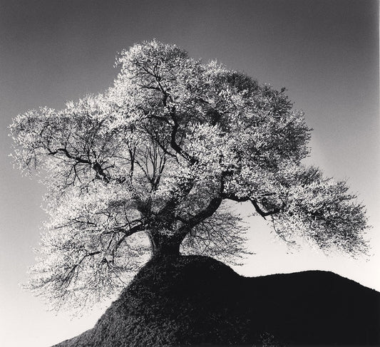  Beautiful Fukushima Opening Reception
